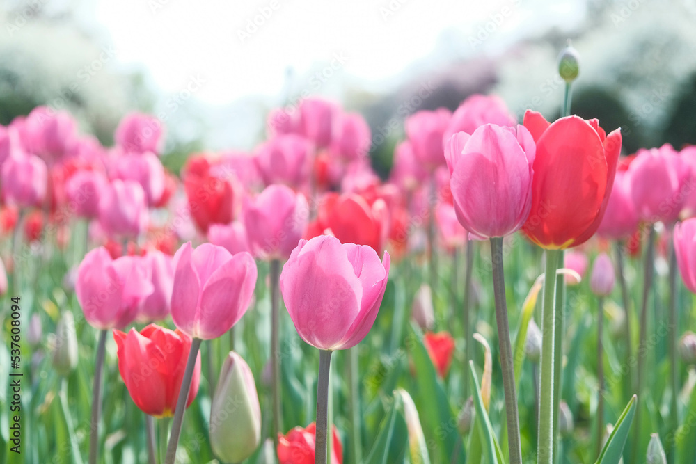 pink tulips in spring