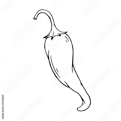 Botanical line sketch of hot mexican chili pepper.Vector graphic.