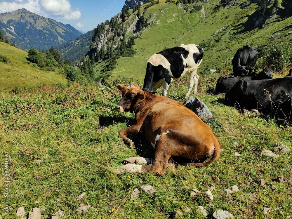 Kühe auf der Wiese iim Gebirge