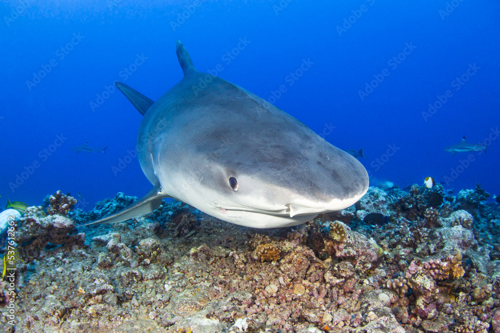 Fototapeta premium Tiger shark