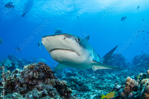 Tiger shark © Tropicalens