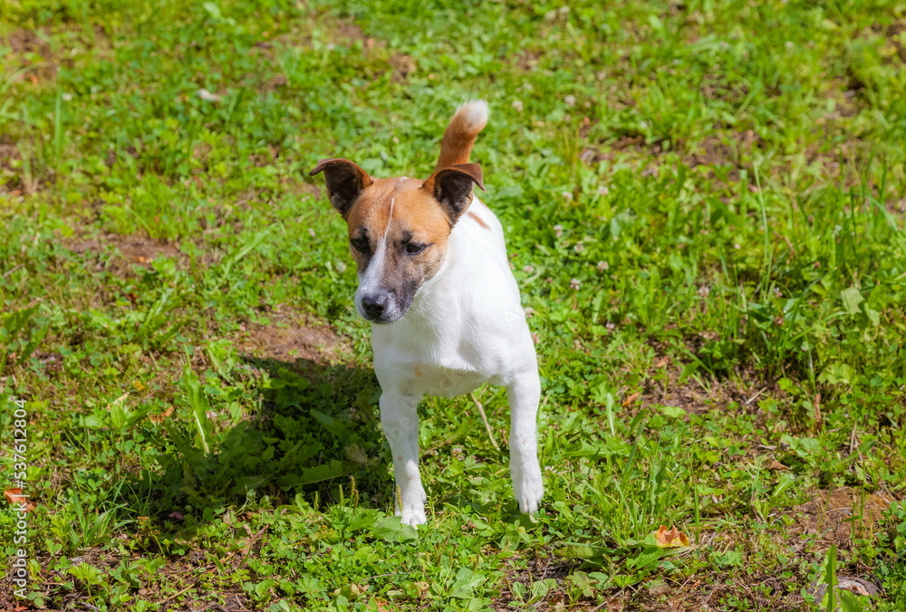 A red-and-white dog on the background of grass in the city in summer A red-and-white dog on the background of grass in the city in summer