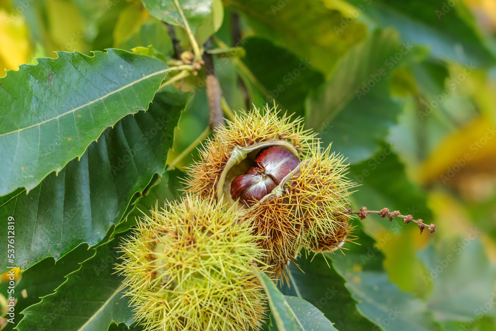 Ripe sweet chestnuts on the branch. Castanea sativa is a species of the flowering plant which edible seeds are referred to a common name Sweet Chestnut. Ripe sweet chestnuts on the branch. Castanea sativa is a species of the flowering plant which edible seeds are referred to a common name Sweet Chestnut.
