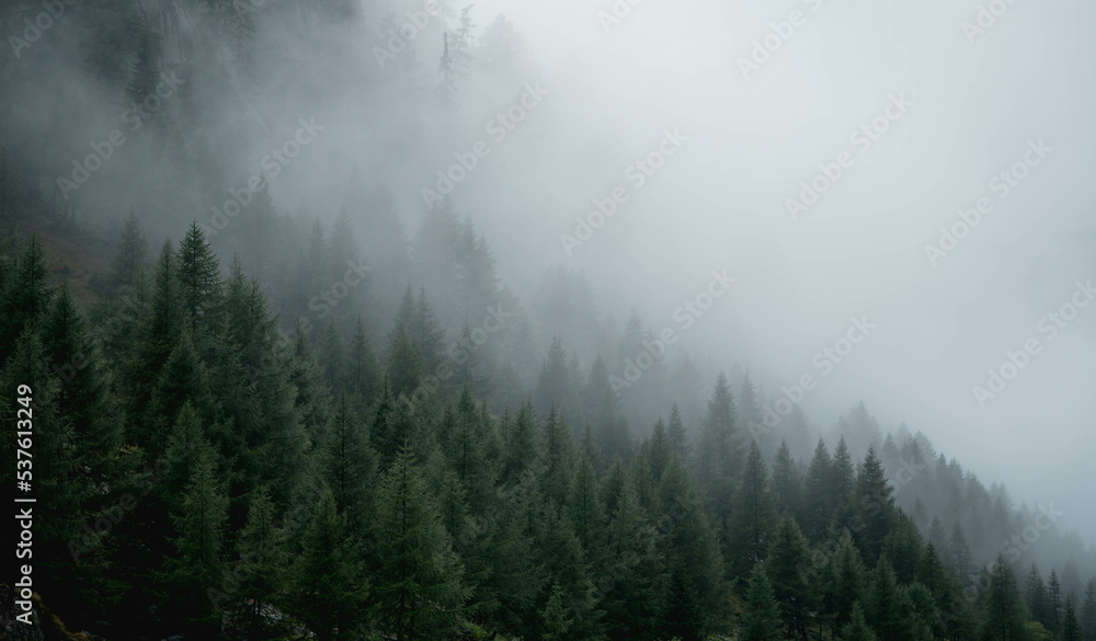 Mysterious photography of cloudy trees in the swiss alps