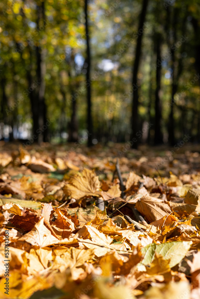 Autumn leaves in the park. 