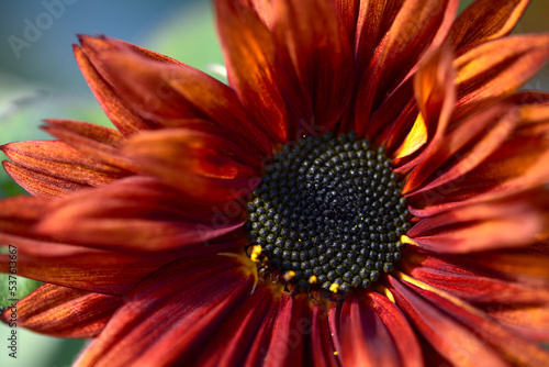 Dark red and black Sunflower blooming in autumn sunshine