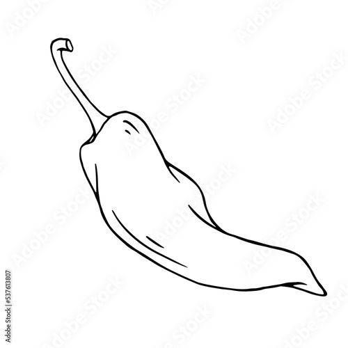 Botanical line sketch of hot mexican chili pepper.Vector graphic.