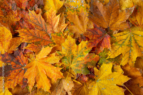 Autumn leaves background. Maple autumn leaves. Autumn background with leaves.