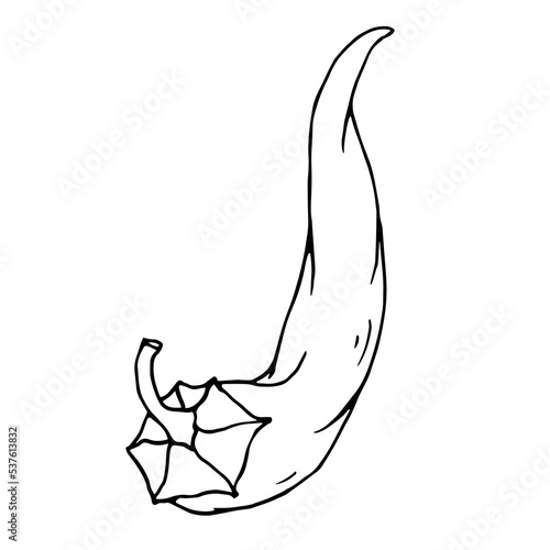 Botanical line sketch of hot mexican chili pepper.Vector graphic.