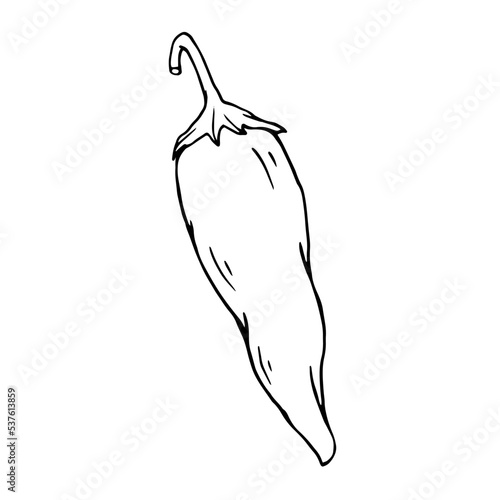 Botanical line sketch of hot mexican chili pepper.Vector graphic.