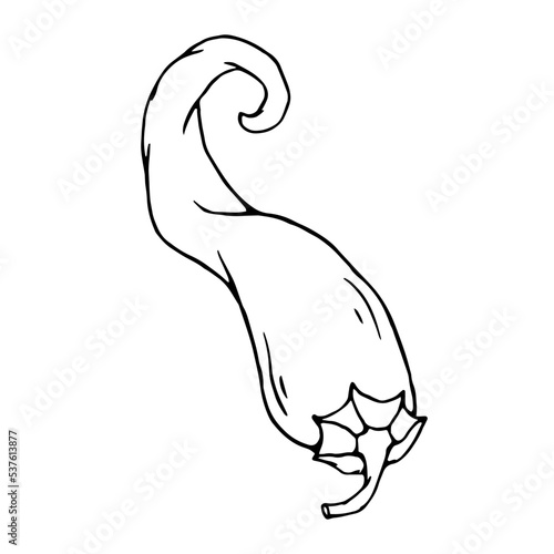 Botanical line sketch of hot mexican chili pepper.Vector graphic.