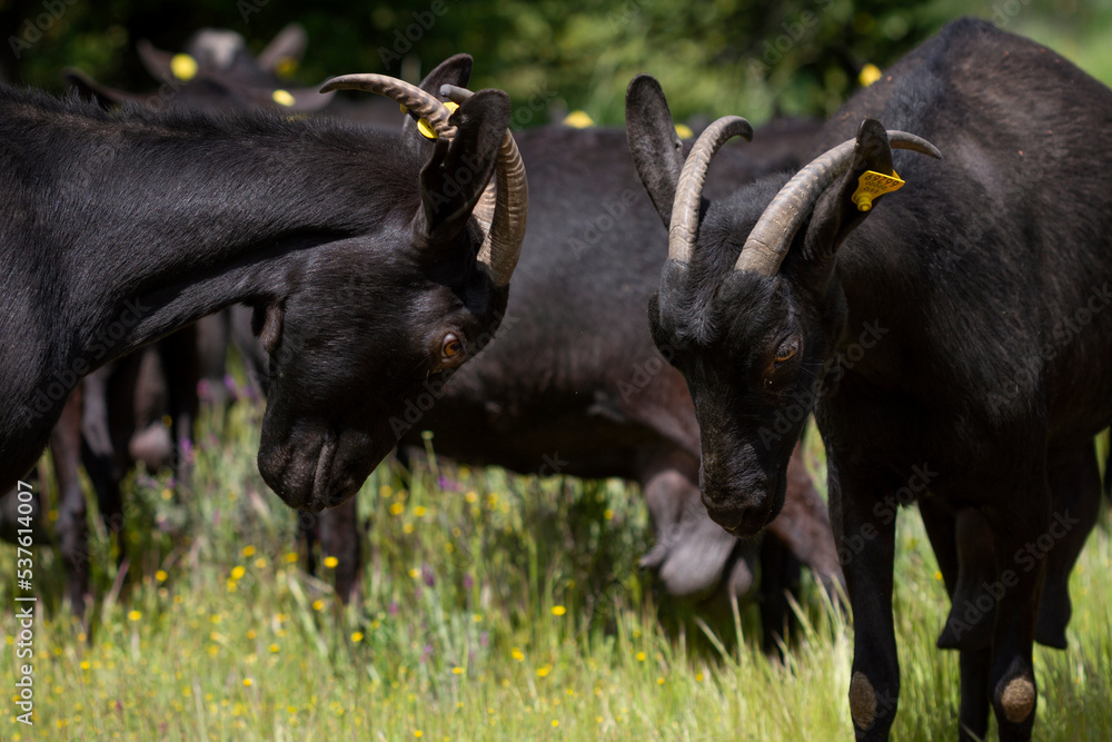 Two spanish manchegan rams playing in a lush meadow. Two spanish manchegan rams playing in a lush meadow.