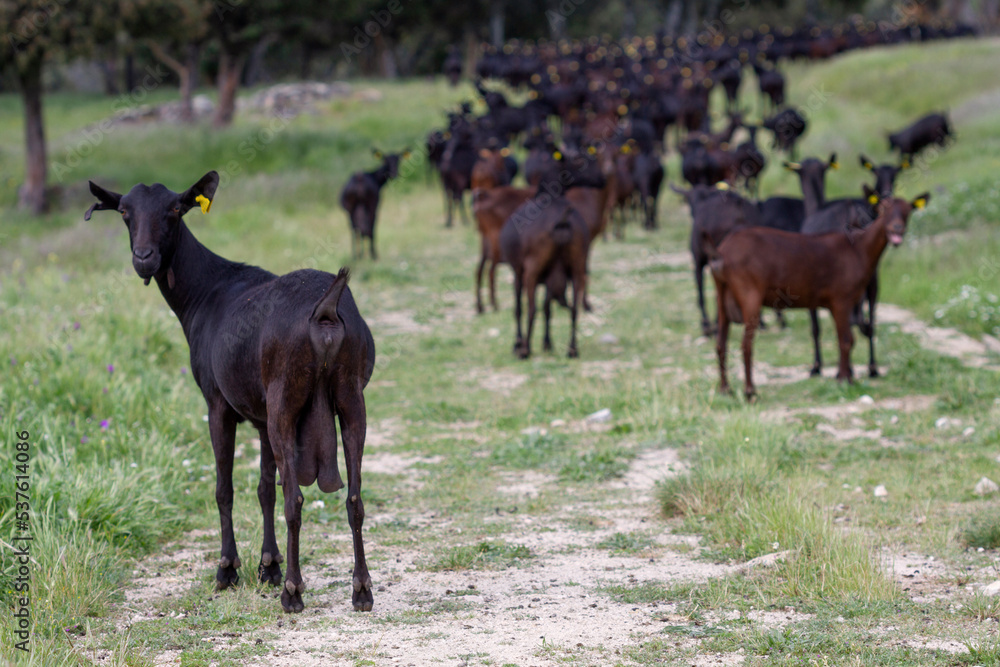 Flock of spanish manchegan goats, black and brown, going back home. One looking at camera.