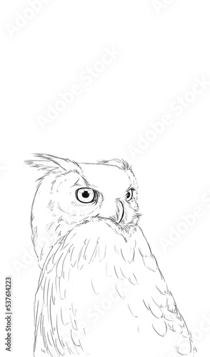 Sowa, ptak, szkic, rysunek, ilustracja, oczy, pióra, puchacz, dziób (ID: 537614223)
