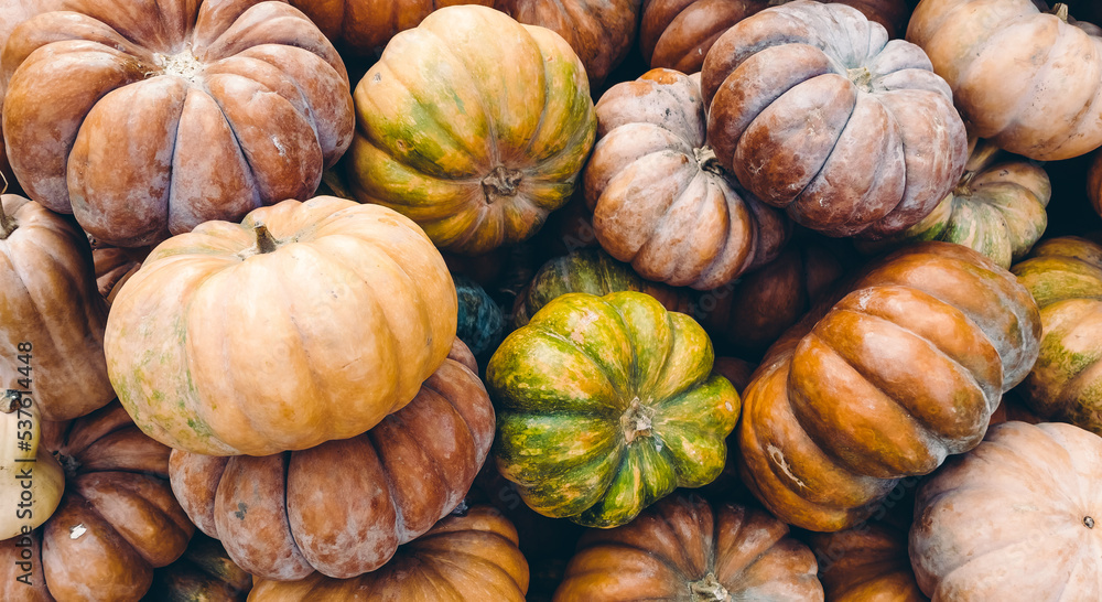 Fresh pumpkin harvest, autumn vegetables on the market, background