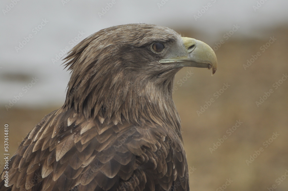 Animals are a traditionally (since the time of Aristotle) distinguished category of organisms, currently considered as a biological kingdom. Animals are a traditionally (since the time of Aristotle) distinguished category of organisms, currently considered as a biological kingdom.