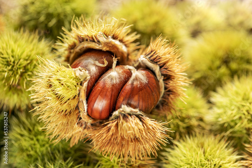 Ripe chestnuts close up. Sweet chestnuts. Chestnuts with skin. Organic food. Harvest. Edible chestnuts