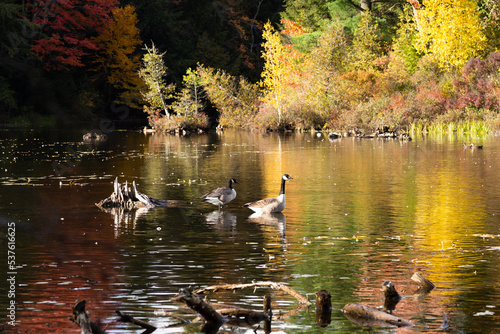 Canada geese wading in marsh section of Lake Lovering during a fall afternoon, Magog, Eastern Townships, Quebec, Canada
