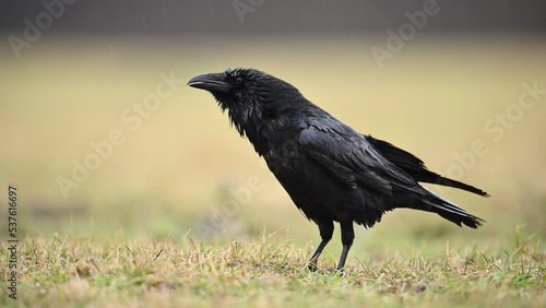 Raven ( Corvus corax ) bird	