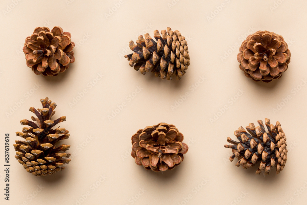 pine cones on colored table. natural holiday background with pinecones grouped together. Flat lay. Winter concept pine cones on colored table. natural holiday background with pinecones grouped together. Flat lay. Winter concept