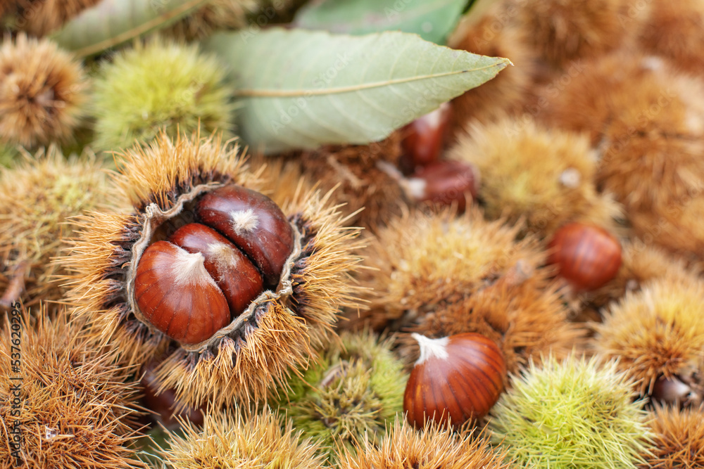 Ripe chestnuts close up. Sweet edible chestnuts. Husked chestnuts, chestnuts with skin. Organic food. Harvest Ripe chestnuts close up. Sweet edible chestnuts. Husked chestnuts, chestnuts with skin. Organic food. Harvest