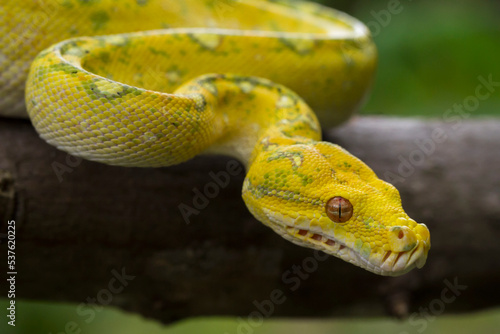 Green Tree Python Morelia viridis on tree branch yellow color skin snake