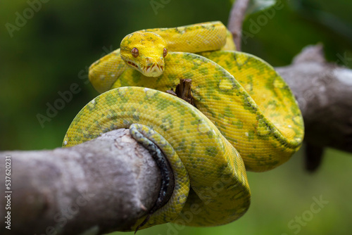 Green Tree Python Morelia viridis on tree branch yellow color skin snake © dwi