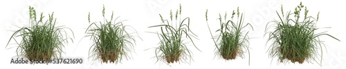 Set of grass bushes isolated. Cat grass. Orchard grass. Dactylis glomerata. 3D illustration