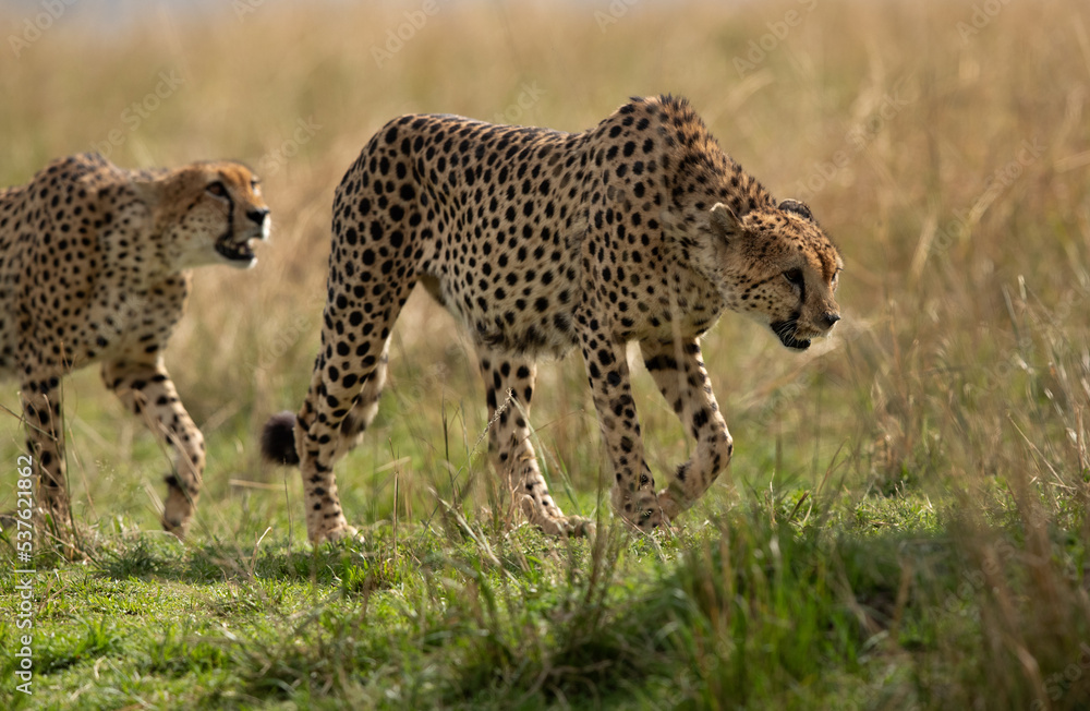 Cheetah walking in the mid of tall grasses, Masai Mara Cheetah walking in the mid of tall grasses, Masai Mara