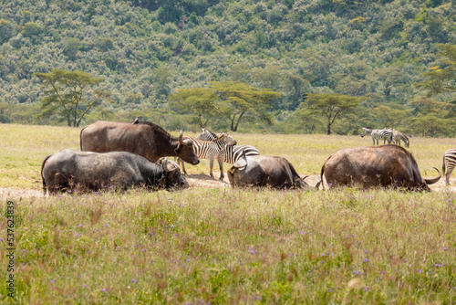 A herd of buffaloes grazing in the wild at Lake Nakuru National Park, Kenya