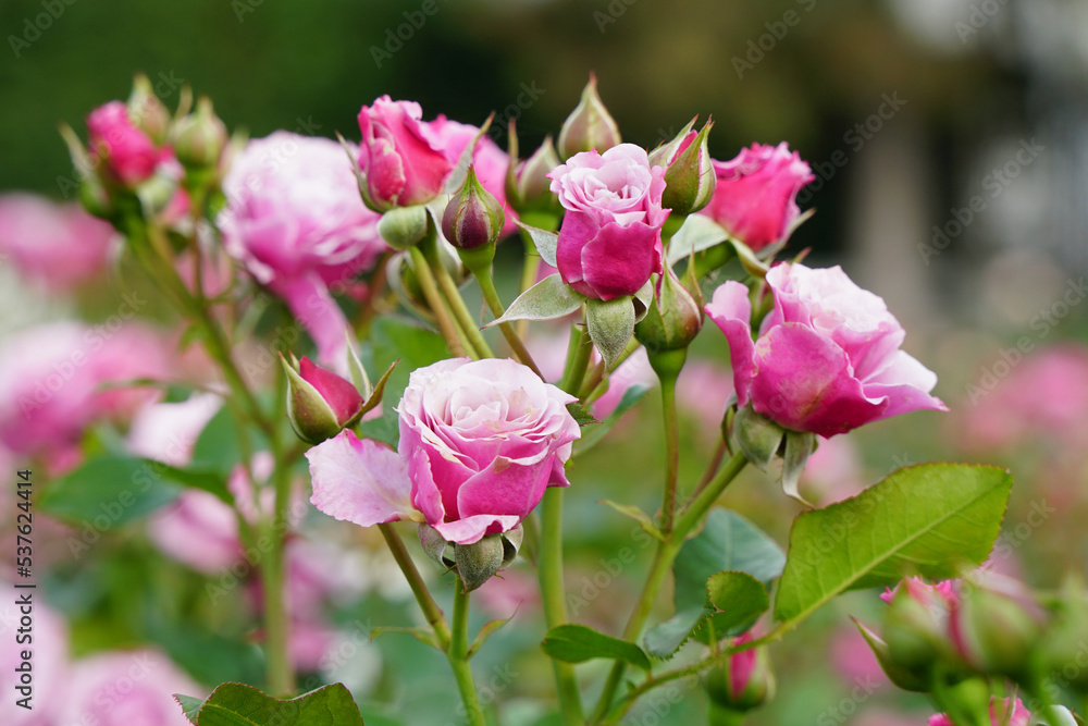pink bush roses in the park in summer