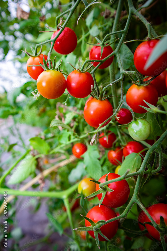 Obraz premium Cherry Tomatoes growing on the vine