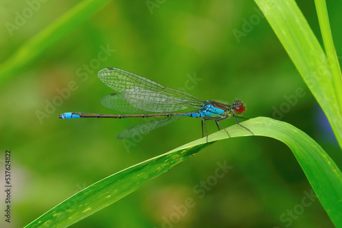 Colorful closeup on the European Red-eyed damselfly, Erythromma najas, sitting on a straw of grass photo