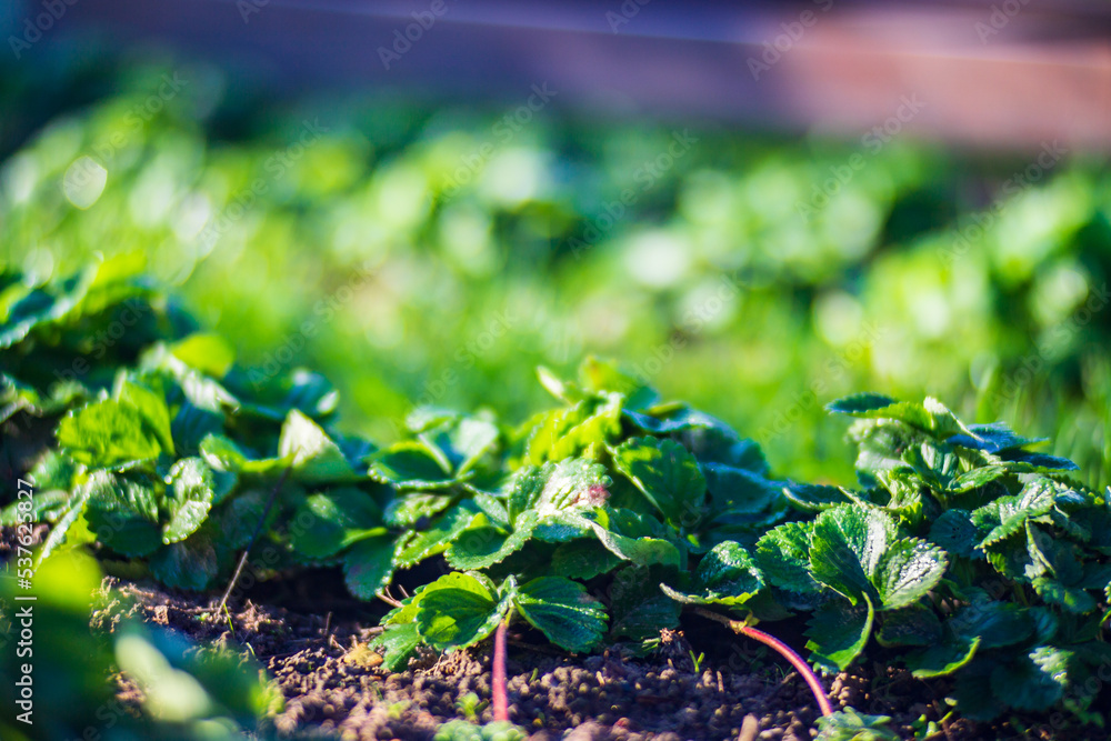 Strawberry crops planted in soil get ripe under sun. Cultivated land close up with sprout. Agriculture plant growing in bed row Strawberry crops planted in soil get ripe under sun. Cultivated land close up with sprout. Agriculture plant growing in bed row