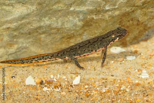 Closeup on a juvenile of the threatened Bosca newt, Lissotrito boscai from Portugal photo