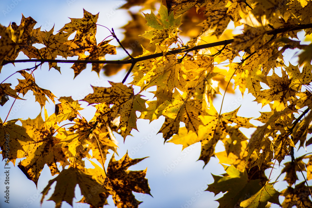 Tree branch with colorful autumn leaves close up. Autumn background. Beautiful natural strong blurry background with copyspace Tree branch with colorful autumn leaves close up. Autumn background. Beautiful natural strong blurry background with copyspace