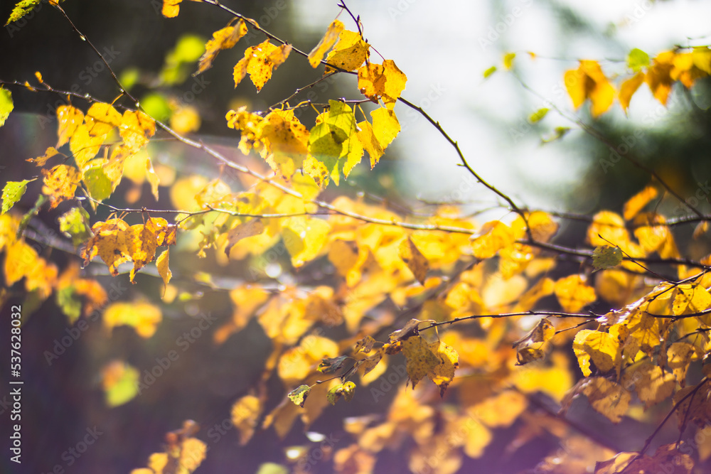 Tree branch with colorful autumn leaves close up. Autumn background. Beautiful natural strong blurry background with copyspace Tree branch with colorful autumn leaves close up. Autumn background. Beautiful natural strong blurry background with copyspace