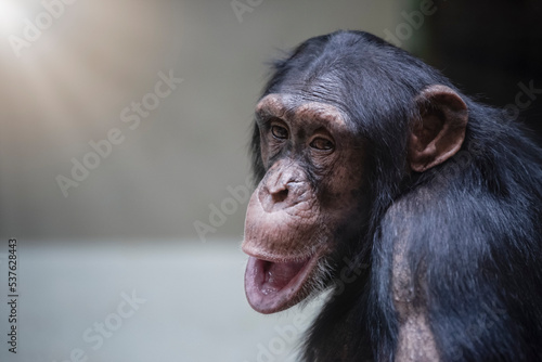 Chimpanzee close-up. Funny chimpanzee face shot with selective focus and copy space. © SERSOLL