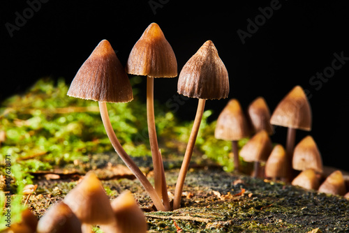 Psilocybe semilanceata mushrooms  growing on a trunk in the forest. Magic  (hallucinogenic)  Mushrooms  photo