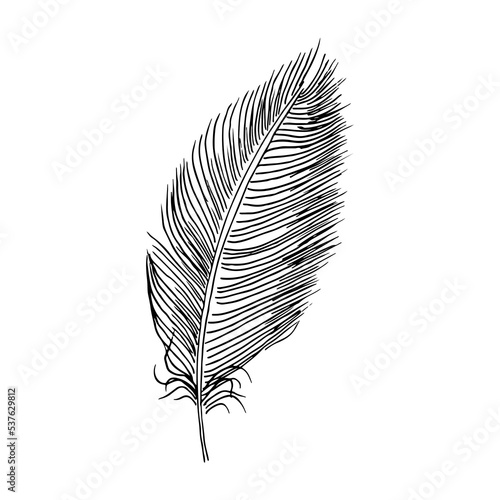 Writer feather. Hand drawing vintage art realistic quill feathers for pen detailed isolated vector elegant silhouette white and black sketch bird plume