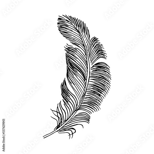 Writer feather. Hand drawing vintage art realistic quill feathers for pen detailed isolated vector elegant silhouette white and black sketch bird plume