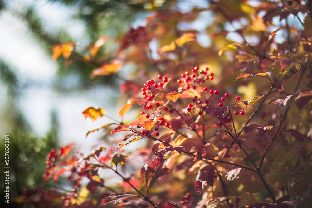 Tree branch with colorful autumn leaves and red berries close-up. Autumn background. Beautiful natural strong blurry background with copyspace Tree branch with colorful autumn leaves and red berries close-up. Autumn background. Beautiful natural strong blurry background with copyspace