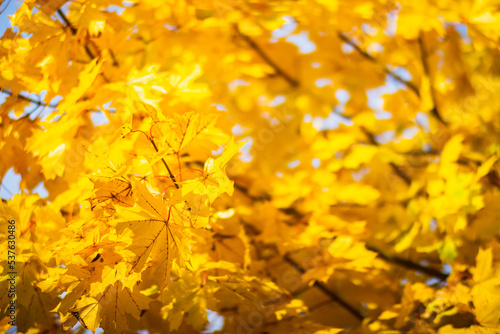 Tree branch with colorful autumn leaves close up. Autumn background. Beautiful natural strong blurry background with copyspace