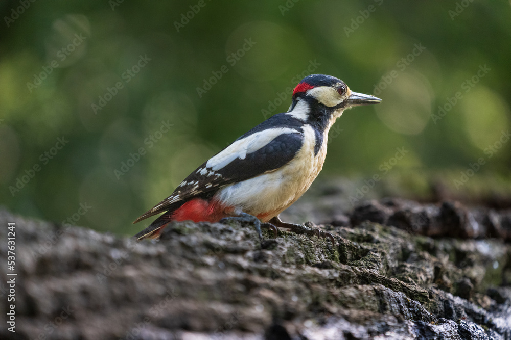 Great spotted woodpecker (Dendrocopos major) Great spotted woodpecker (Dendrocopos major)