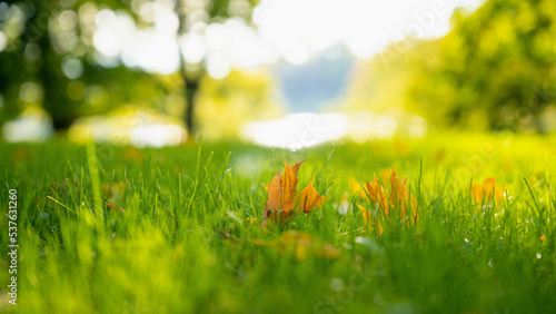 Fallen yellow leaves on the grass under the bright autumn sun