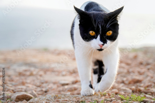 black and white cat walking towards the camera in nature