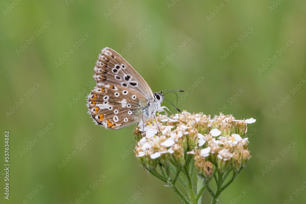 Fototapeta premium Motyl modraszek na zielonym tle