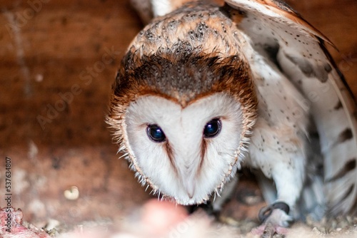 Closeup shot of a barn owl (Tyto alba) photo