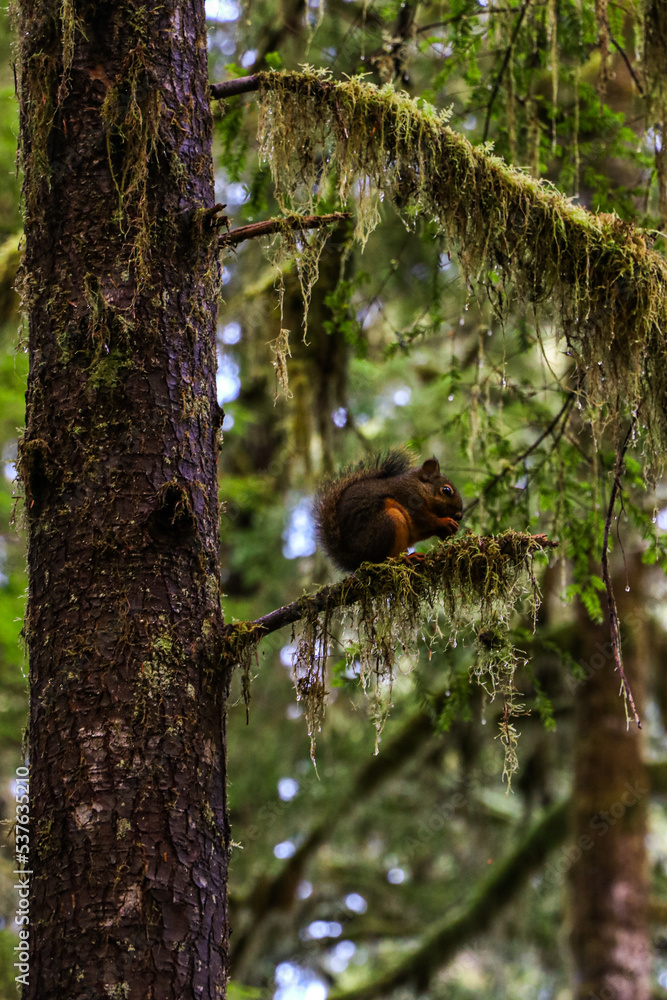 Obraz premium Squirrel hanging out