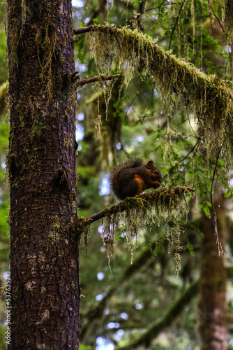 Squirrel hanging out © Devon